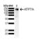 MC1 antibody, 56516, QED Bioscience, Western Blot image 