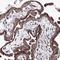 Acyl-CoA Oxidase 3, Pristanoyl antibody, NBP1-85901, Novus Biologicals, Immunohistochemistry frozen image 