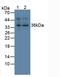 Activating Transcription Factor 1 antibody, LS-C374104, Lifespan Biosciences, Western Blot image 