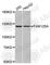 Family With Sequence Similarity 120A antibody, A3389, ABclonal Technology, Western Blot image 