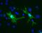 Galectin 3 antibody, LS-B10995, Lifespan Biosciences, Immunocytochemistry image 