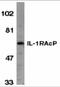 Interleukin-1 receptor accessory protein antibody, 2129, ProSci Inc, Western Blot image 