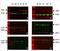 Deleted In Azoospermia Like antibody, NBP2-61937, Novus Biologicals, Western Blot image 