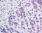 Exonuclease 1 antibody, LS-B3818, Lifespan Biosciences, Immunohistochemistry frozen image 