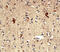 Prp1 antibody, AF650, R&D Systems, Immunohistochemistry frozen image 