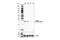 TNF Superfamily Member 9 antibody, 59127S, Cell Signaling Technology, Western Blot image 