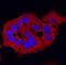 Glutathione S-transferase P 1 antibody, AF6455, R&D Systems, Immunocytochemistry image 