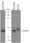Calbindin 2 antibody, AF5065, R&D Systems, Western Blot image 