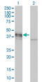 Doublecortin antibody, LS-C197029, Lifespan Biosciences, Western Blot image 