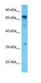 Protein Tyrosine Phosphatase Non-Receptor Type 11 antibody, orb326107, Biorbyt, Western Blot image 