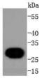 H1 Histone Family Member 0 antibody, A08821-2, Boster Biological Technology, Western Blot image 