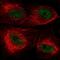 Vacuolar Protein Sorting 25 Homolog antibody, PA5-63427, Invitrogen Antibodies, Immunofluorescence image 