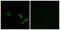 Autophagy Related 4A Cysteine Peptidase antibody, LS-C119886, Lifespan Biosciences, Immunofluorescence image 