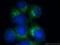 Protein Disulfide Isomerase Family A Member 4 antibody, 66365-1-Ig, Proteintech Group, Immunofluorescence image 