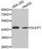 GULP PTB Domain Containing Engulfment Adaptor 1 antibody, LS-C332565, Lifespan Biosciences, Western Blot image 