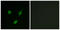 Transforming Acidic Coiled-Coil Containing Protein 1 antibody, LS-B9890, Lifespan Biosciences, Immunofluorescence image 