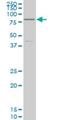 Transcription Factor 4 antibody, H00006925-M03, Novus Biologicals, Western Blot image 