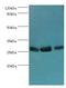 Adenylate Kinase 2 antibody, LS-C375168, Lifespan Biosciences, Western Blot image 