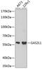 Growth Arrest Specific 2 Like 1 antibody, 18-530, ProSci, Western Blot image 