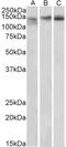 Stromal Antigen 2 antibody, STJ72075, St John