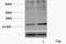 Histone H3 antibody, STJ97146, St John