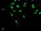 Fragile X Mental Retardation 1 antibody, NBP2-01770, Novus Biologicals, Immunofluorescence image 