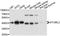 Stomatin Like 2 antibody, A10398, ABclonal Technology, Western Blot image 