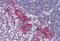 Deoxyribonuclease-2-alpha antibody, MBS240361, MyBioSource, Immunohistochemistry paraffin image 