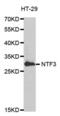 Neurotrophin 3 antibody, abx002281, Abbexa, Western Blot image 