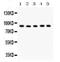 Cullin 1 antibody, PB9542, Boster Biological Technology, Western Blot image 