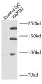 Par-3 Family Cell Polarity Regulator antibody, FNab06146, FineTest, Immunoprecipitation image 