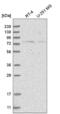 Nucleolar Protein 10 antibody, NBP2-55260, Novus Biologicals, Western Blot image 