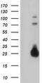 Joining Chain Of Multimeric IgA And IgM antibody, MA5-25839, Invitrogen Antibodies, Western Blot image 