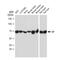 Apoptosis Inducing Factor Mitochondria Associated 1 antibody, GTX00833, GeneTex, Western Blot image 