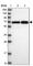 Signal Transducing Adaptor Molecule antibody, HPA043882, Atlas Antibodies, Western Blot image 