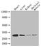 Adiponectin, C1Q And Collagen Domain Containing antibody, A54069-100, Epigentek, Western Blot image 