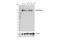 Polybromo 1 antibody, 91894S, Cell Signaling Technology, Western Blot image 