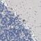TWIST Neighbor antibody, NBP1-89454, Novus Biologicals, Immunohistochemistry paraffin image 