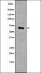 REL Proto-Oncogene, NF-KB Subunit antibody, orb335794, Biorbyt, Western Blot image 