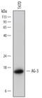 Anterior Gradient 3, Protein Disulphide Isomerase Family Member antibody, MAB6307, R&D Systems, Western Blot image 