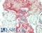 Clusterin antibody, LS-B14491, Lifespan Biosciences, Immunohistochemistry paraffin image 