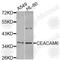 Carcinoembryonic Antigen Related Cell Adhesion Molecule 6 antibody, A8440, ABclonal Technology, Western Blot image 