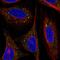 ADP Ribosylation Factor Like GTPase 4D antibody, HPA060379, Atlas Antibodies, Immunofluorescence image 