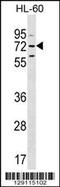 Mbt Domain Containing 1 antibody, 55-812, ProSci, Western Blot image 