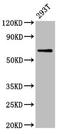 Arylsulfatase Family Member H antibody, LS-C674500, Lifespan Biosciences, Western Blot image 