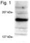 Nuclear Receptor Coactivator 3 antibody, MA1-845, Invitrogen Antibodies, Western Blot image 