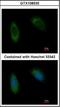 Translocating chain-associated membrane protein 1 antibody, orb181725, Biorbyt, Immunofluorescence image 
