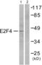 E2F Transcription Factor 4 antibody, abx013064, Abbexa, Western Blot image 