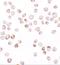 TGFB1-Induced Anti-Apoptotic Factor 1 antibody, GTX31535, GeneTex, Immunocytochemistry image 