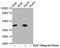 Erk1 antibody, CSB-RA013456A185phHU, Cusabio, Western Blot image 